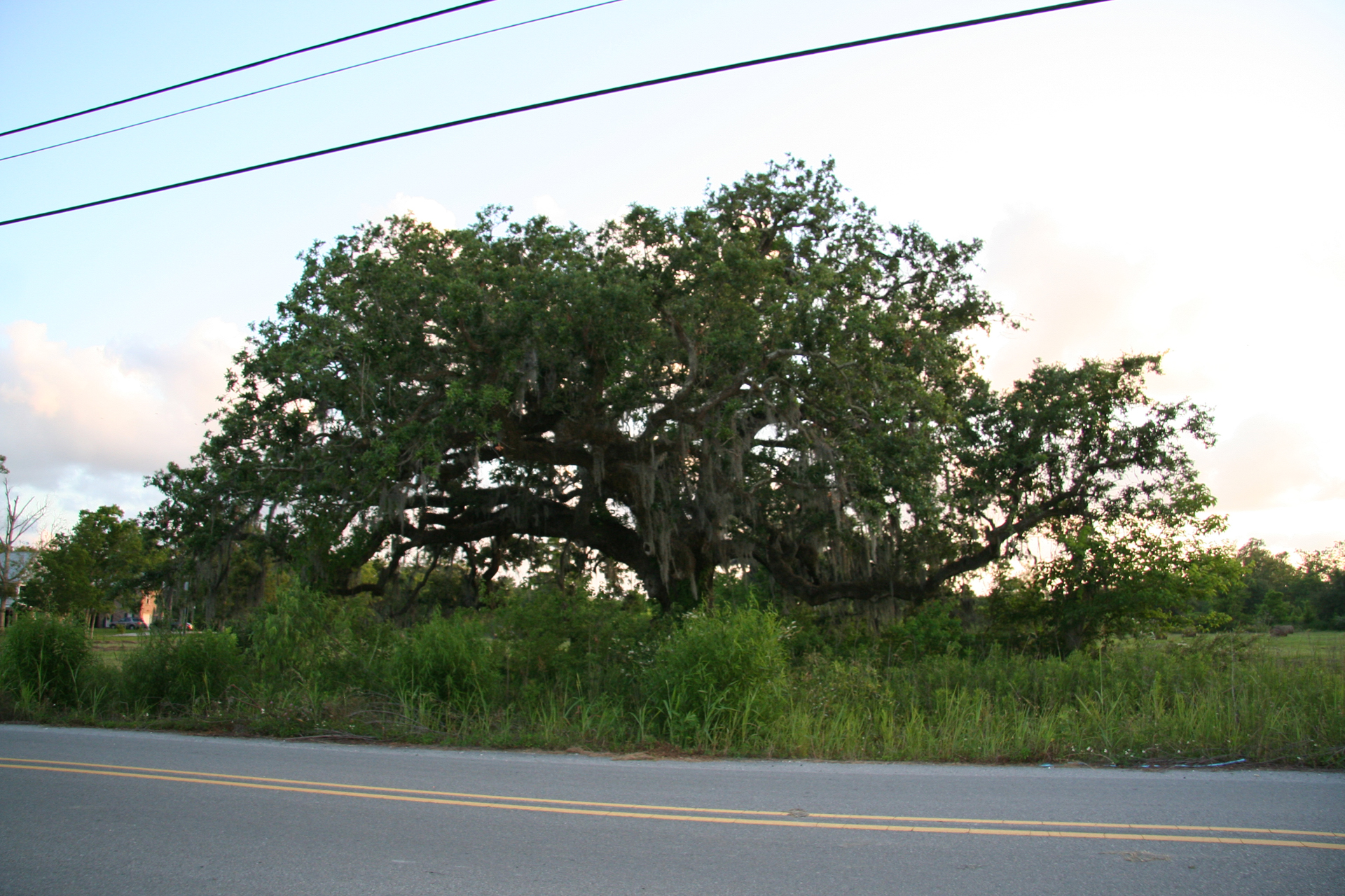 Riesige Virginia-Eiche mit Spanischem Moos/Giant Southern Live Oak with Spanish Moss